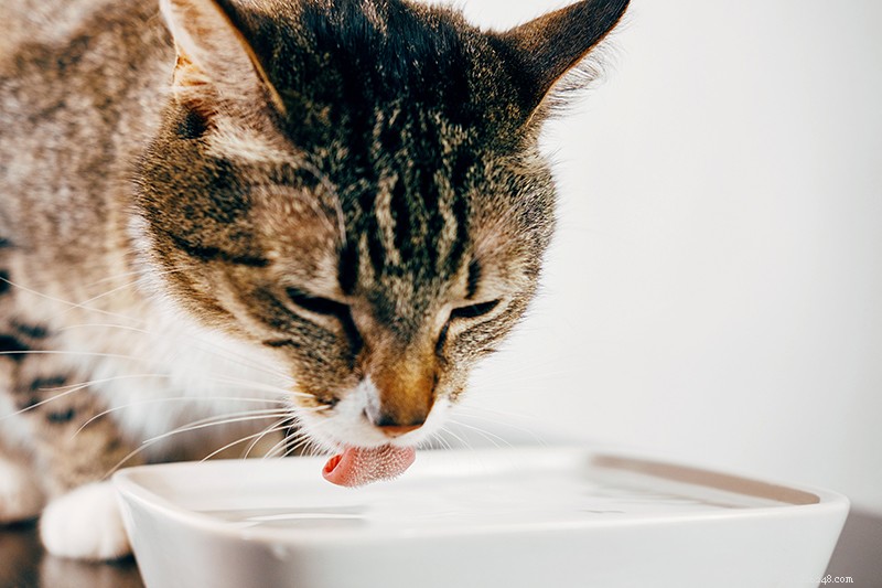Kočičí lupy:5 jednoduchých řešení pro suchou pokožku vašich koček
