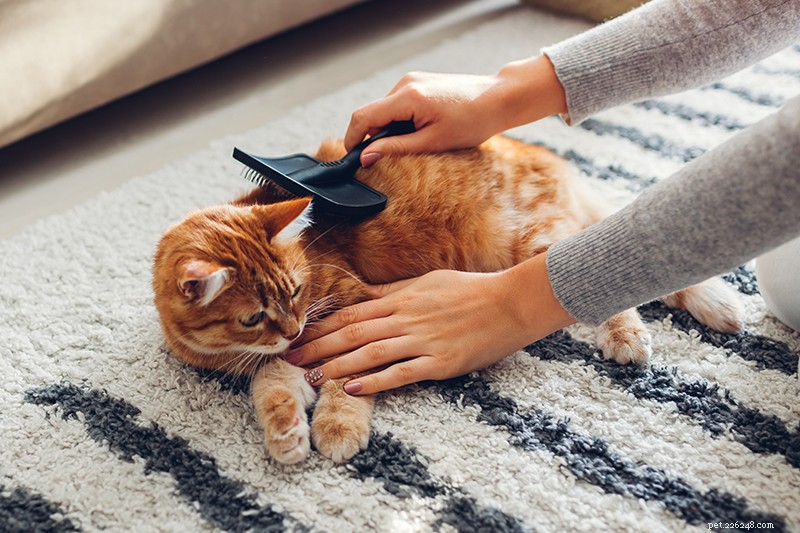 Forfora di gatto:5 semplici soluzioni per la pelle secca del tuo gatto