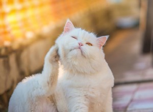 Jak zacházet s línáním kočky, suchou kůží a dalšími