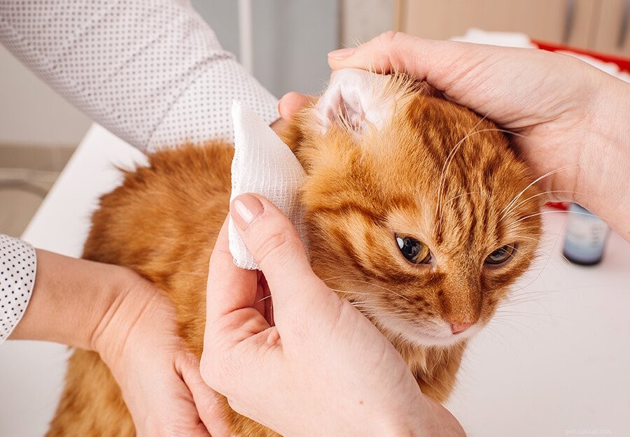 Как чистить уши кошке