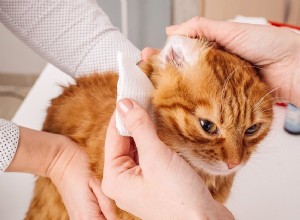 猫の耳をきれいにする方法 