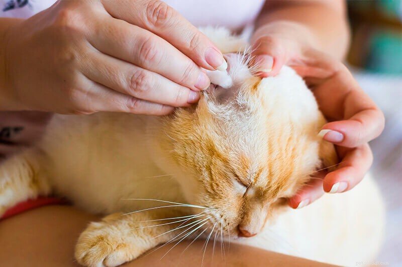 Hoe maak je de oren van een kat schoon