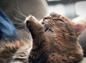 Hoe zich te ontdoen van huidschilfers van katten in plaats van uw kat