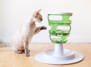 Les meilleurs jouets de puzzle pour chat pour engager et stimuler votre chat