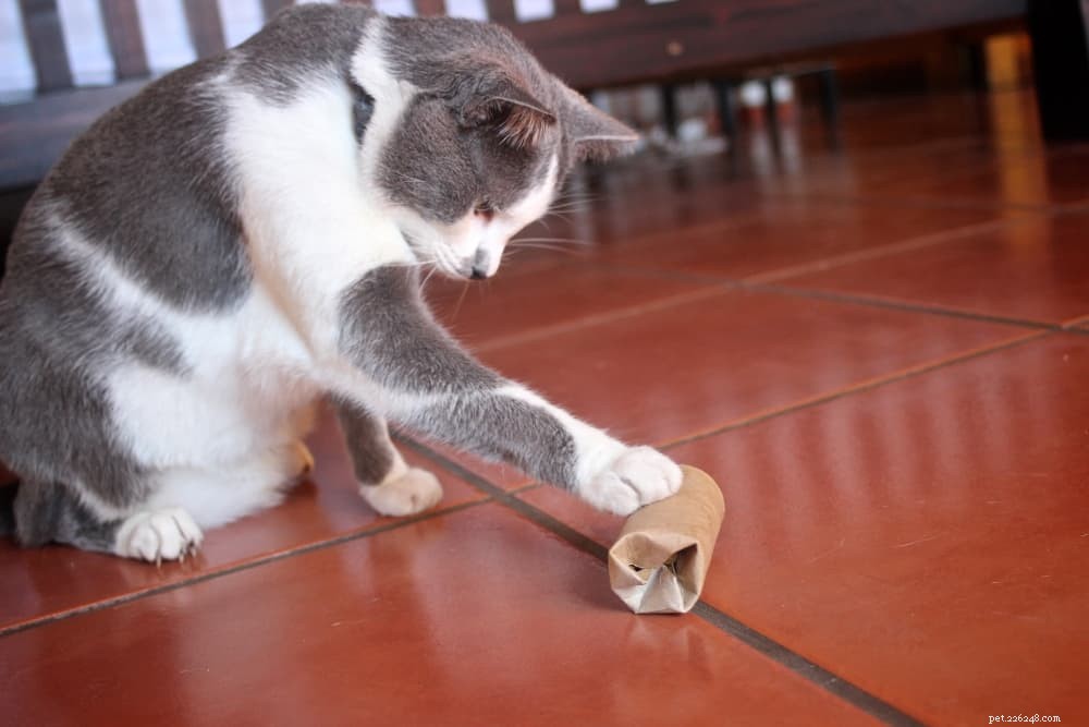 고양이의 흥미를 유발하고 자극을 줄 수 있는 최고의 고양이 퍼즐 장난감