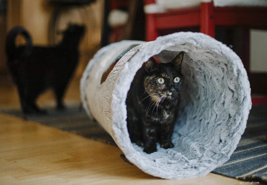 Interactief kattenspeelgoed:ideeën om uw kat actief te houden