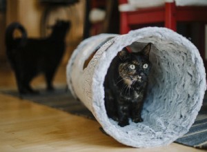 Interaktiva kattleksaker:Idéer för att hålla din katt aktiv