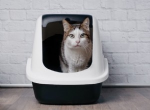 Como treinar seu gato e evitar maus hábitos no banheiro