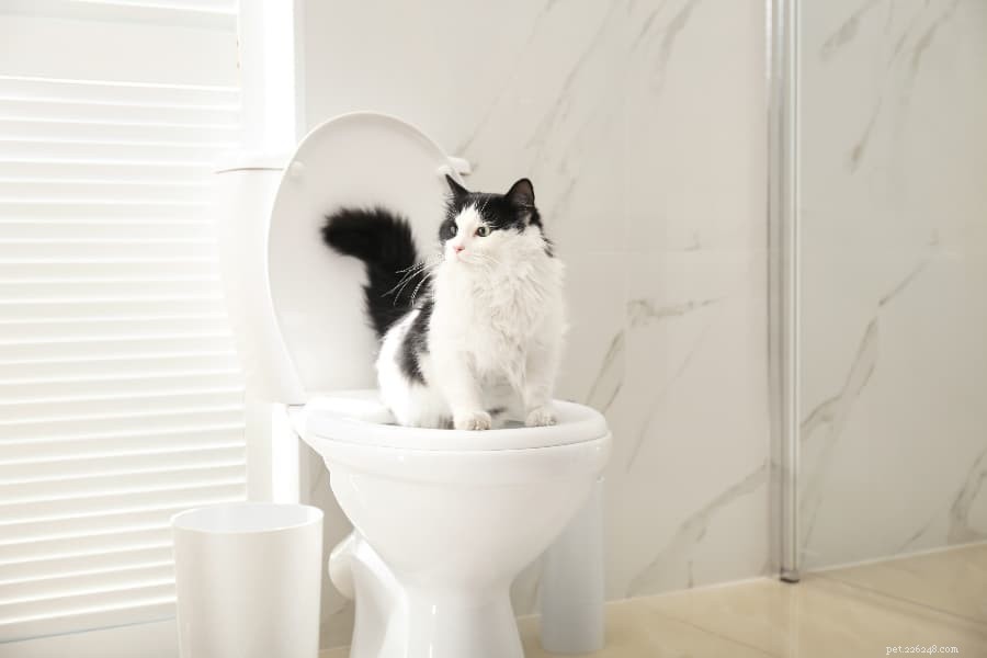 猫を散らかして訓練し、悪い浴室の習慣を止める方法