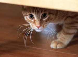 Управление кошачьим беспокойством и построение позитивного образа жизни для вашей кошки