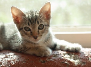 あなたの猫は退屈していますか？破壊的な行動を減らすための6つのヒント 
