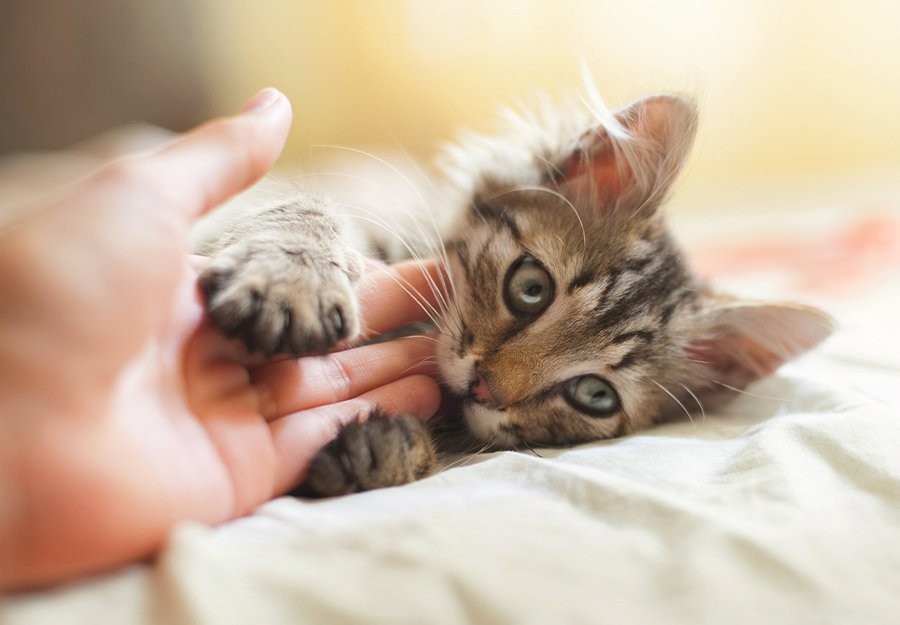 Come impedire a un gattino di mordere:soluzioni per la dentizione del gattino
