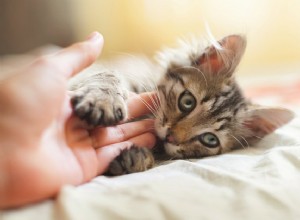 子猫が噛むのを防ぐ方法：歯が生える子猫の解決策 