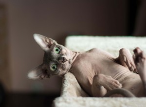 14 самых красивых уникальных пород кошек