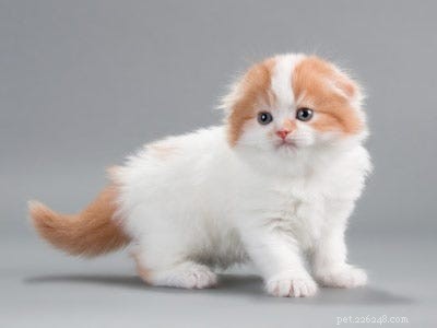 Top 14 mooiste unieke kattenrassen