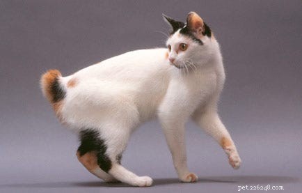 가장 아름다운 독특한 고양이 품종 상위 14개