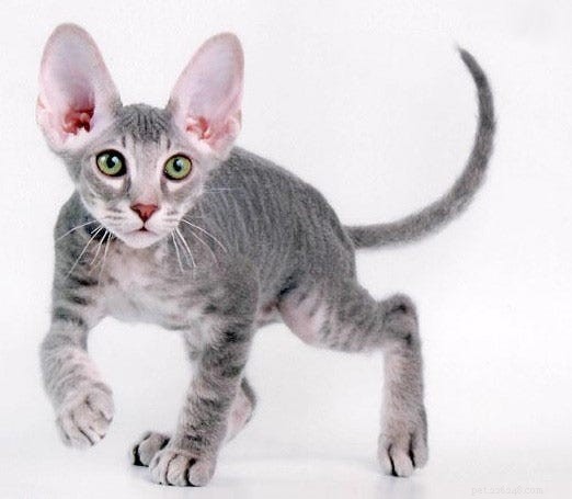 Top 14 des plus belles races de chats uniques