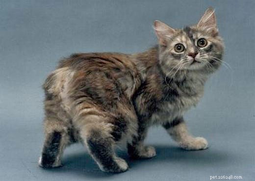 가장 아름다운 독특한 고양이 품종 상위 14개