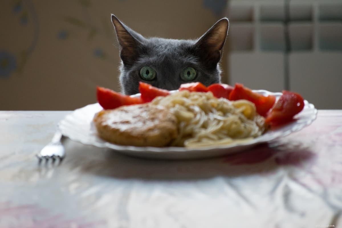 Vilken mat för människor kan katter äta?