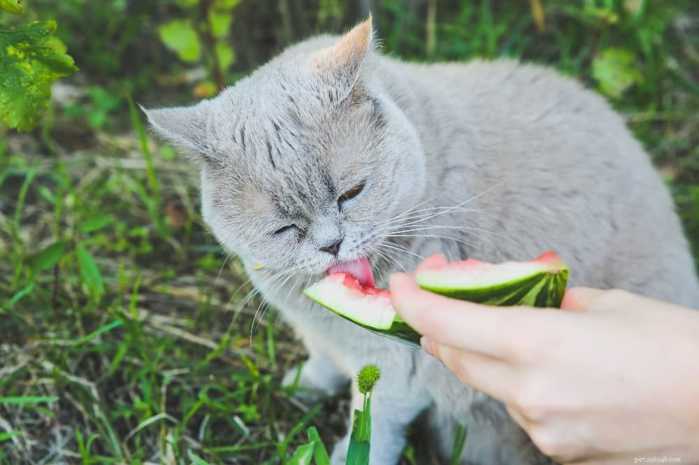 고양이가 먹을 수 있는 인간의 음식은 무엇입니까?