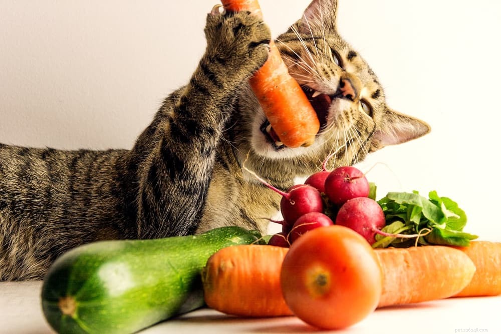 Jaká lidská jídla mohou kočky jíst?