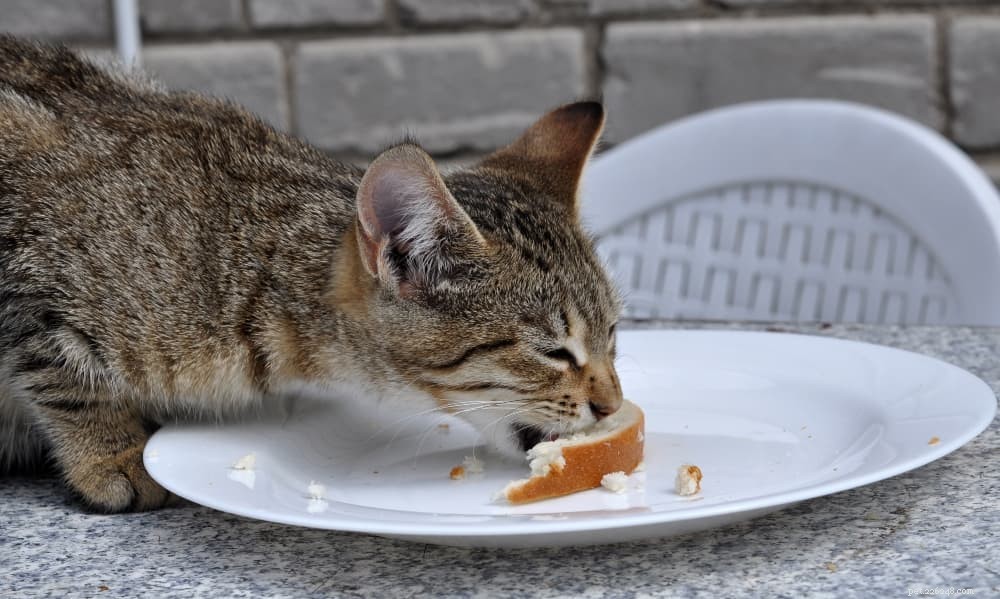 Какую человеческую пищу могут есть кошки?
