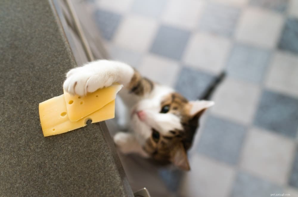 Quels aliments humains les chats peuvent-ils manger ?
