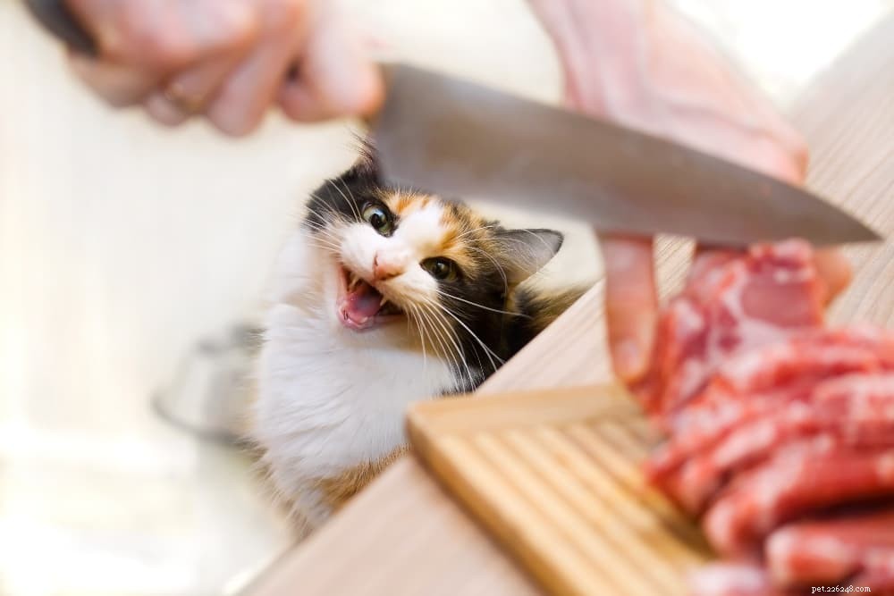 Vilken mat för människor kan katter äta?