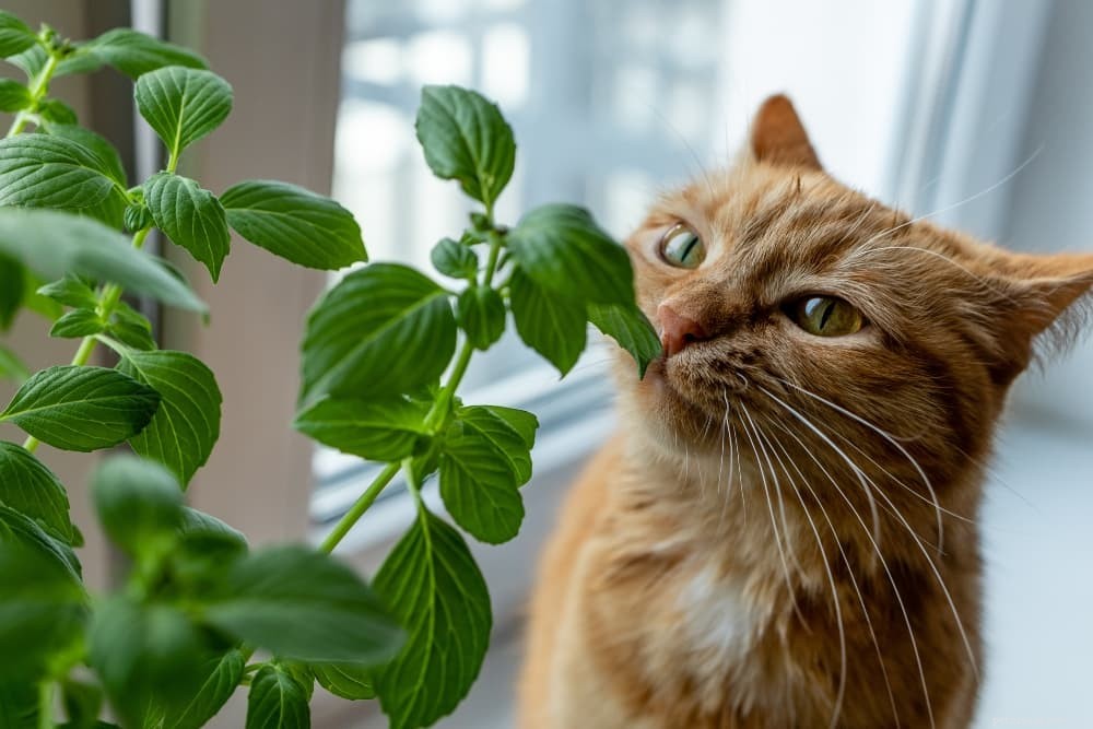 Welke menselijke voeding kunnen katten eten?