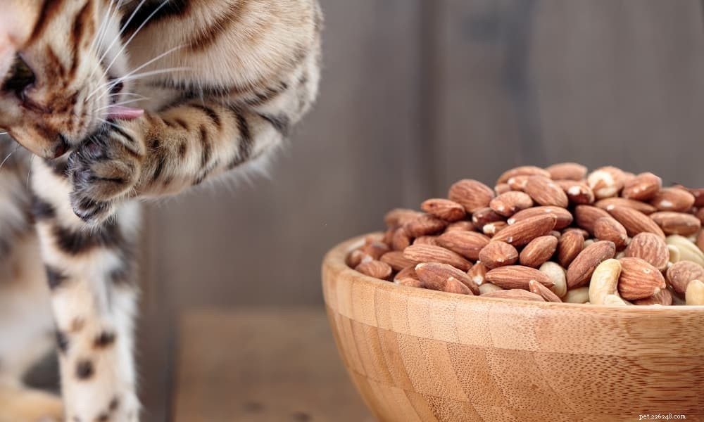 Quali cibi umani possono mangiare i gatti?