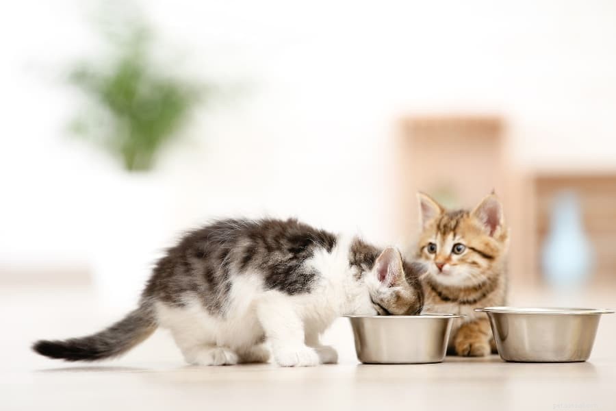 Qual ​​é a melhor comida de gatinho para seu gato em crescimento?