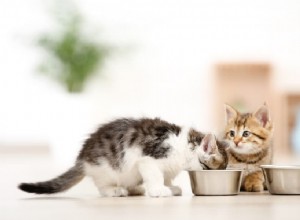 Vilket är det bästa kattungens foder för din växande katt?