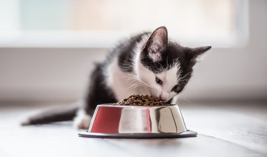 Qual ​​è il miglior cibo per gattini per il tuo gatto in crescita?