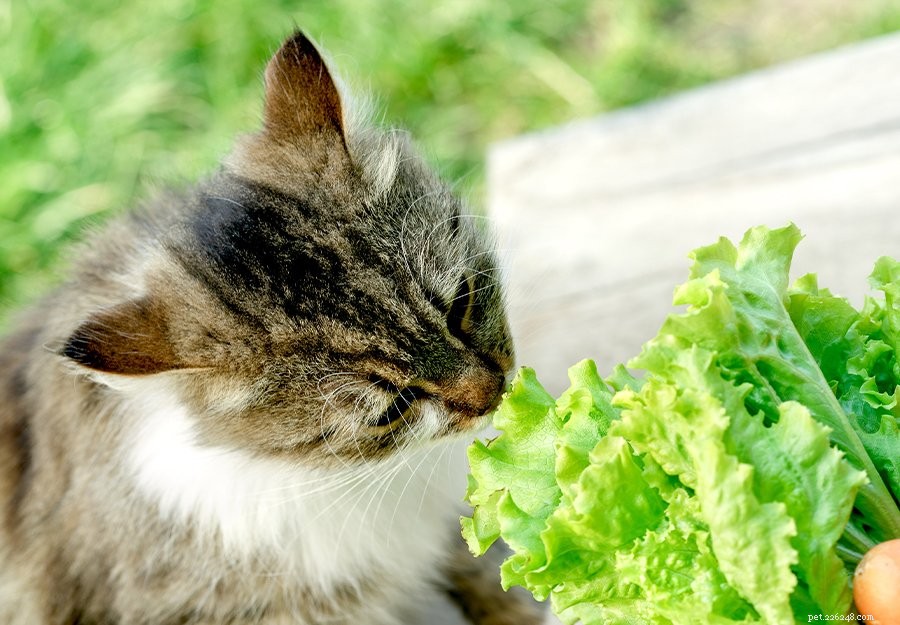 Les chats sont-ils omnivores ? Un regard honnête sur la nourriture végétalienne pour chats