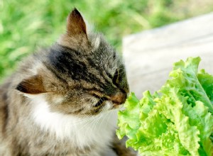 Är katter allätare? En ärlig titt på vegansk kattmat