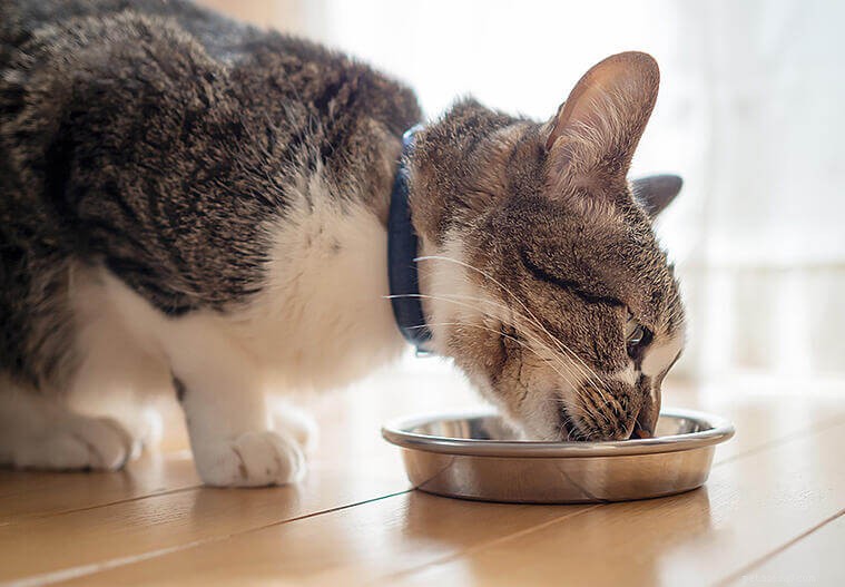 Mohu smíchat suché krmivo pro kočky s vodou? Výhody a nevýhody mokrého krmiva pro kočky