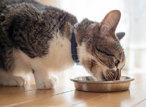 고양이 건사료와 물을 섞어도 됩니까? 고양이 습식사료의 장단점