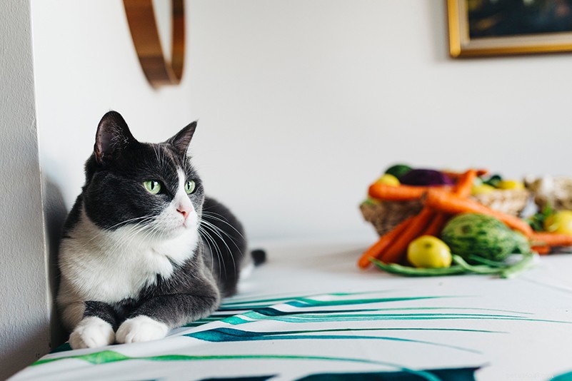Os gatos são onívoros? Uma visão honesta da comida vegana para gatos