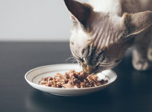 Är tonfisk dåligt för katter? Ett 5-stegsprogram för tunaholics