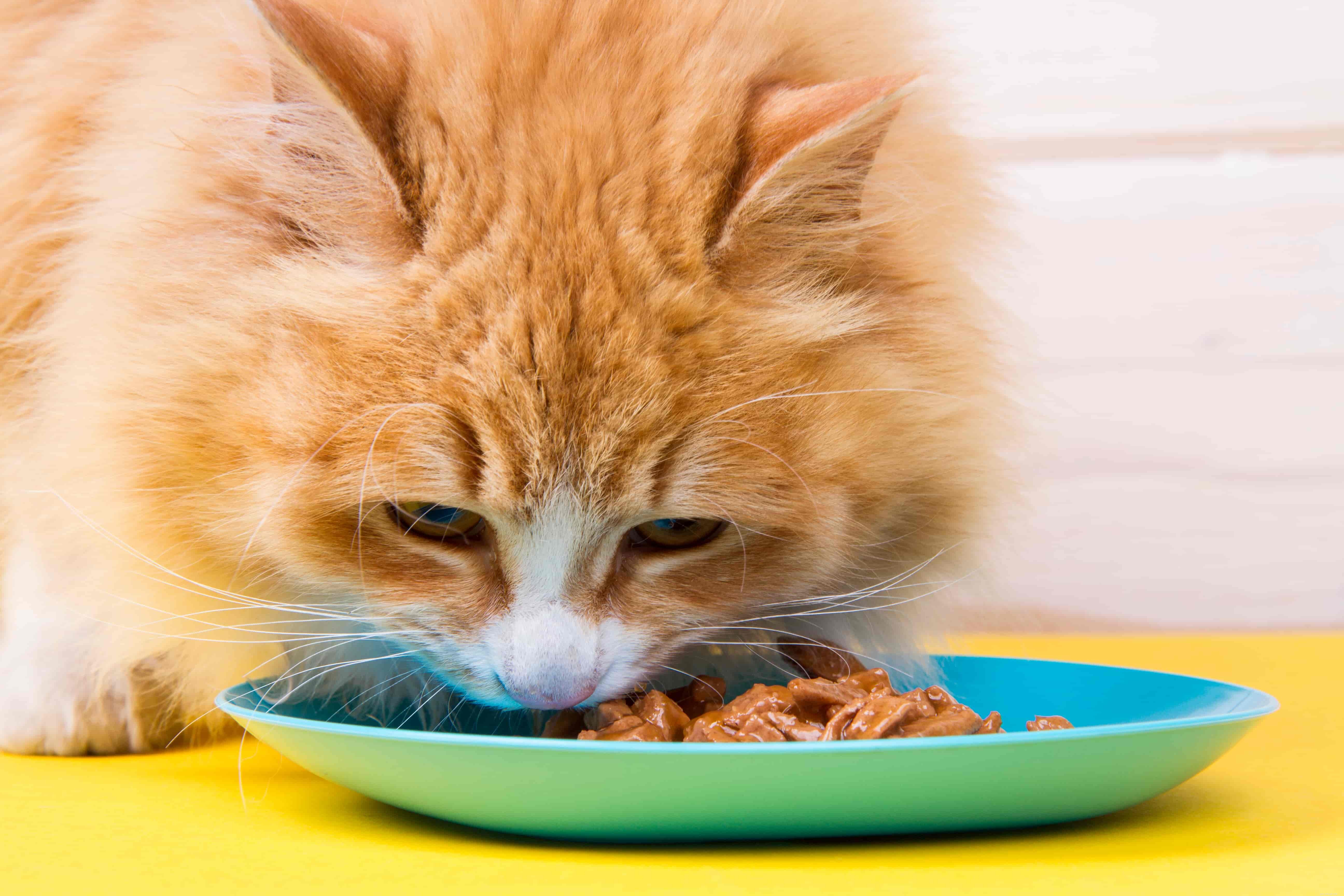 16 советов по кормлению влажным кормом для собак и кошек