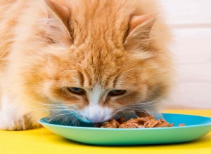 개와 고양이를 위한 16가지 습식사료 수유 요령
