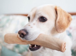 10 beste hondenhuid-alternatieven voor uw hond 2022