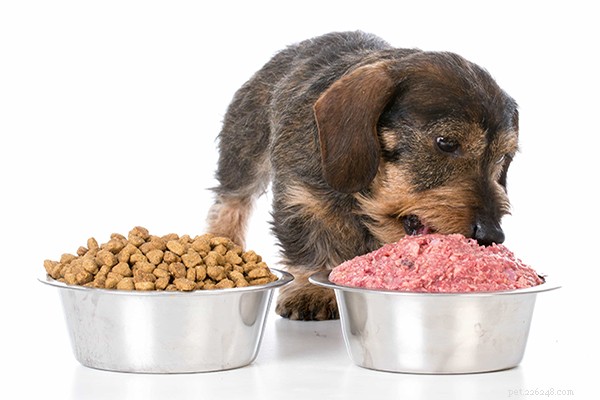 Cibo crudo per cani per principianti:quanto cibo crudo dovrei dare al mio cane?