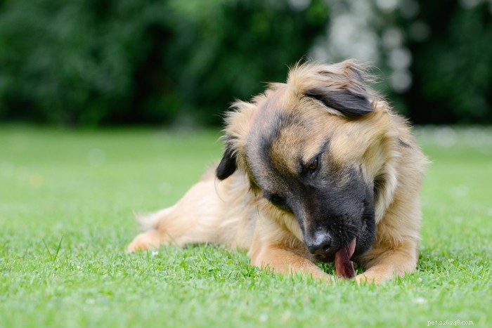 10 bästa hundråhudsalternativ för din hund 2022