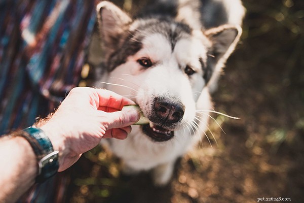 Rå hundmat för nybörjare:Hur mycket råfoder ska jag mata min hund?