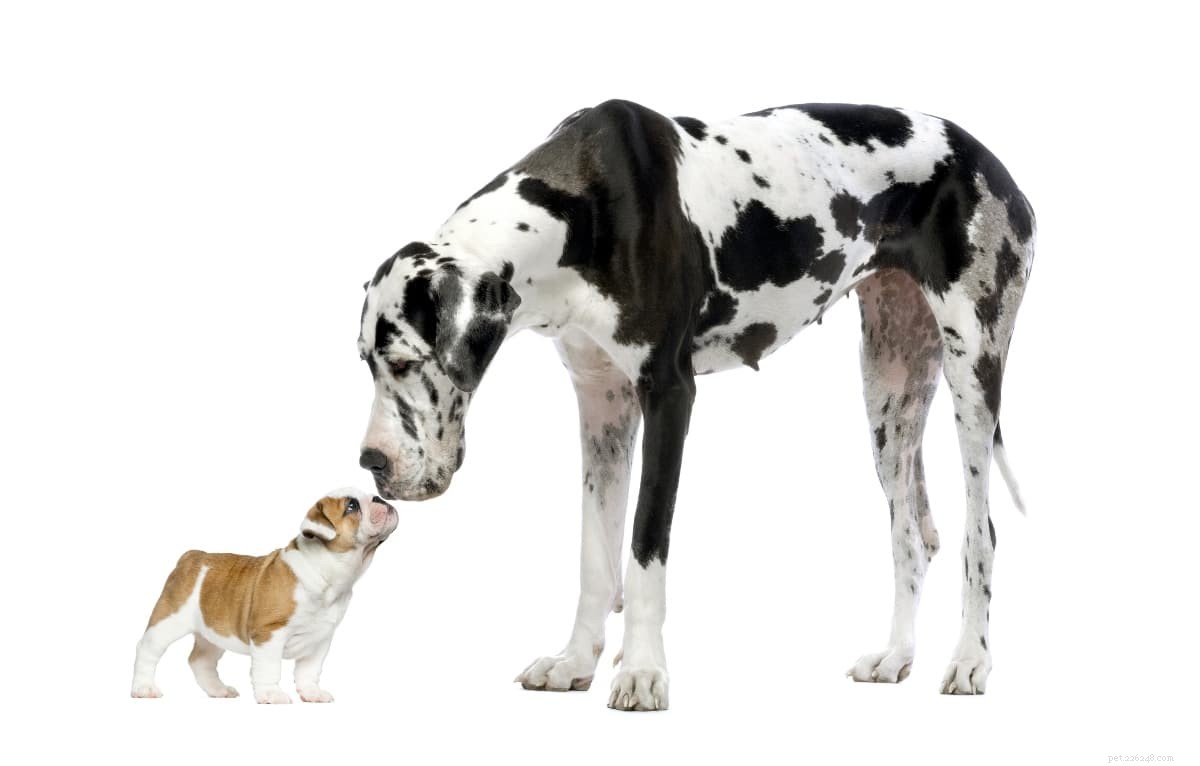 Rauw hondenvoer voor beginners:hoeveel rauw voer moet ik mijn hond voeren?