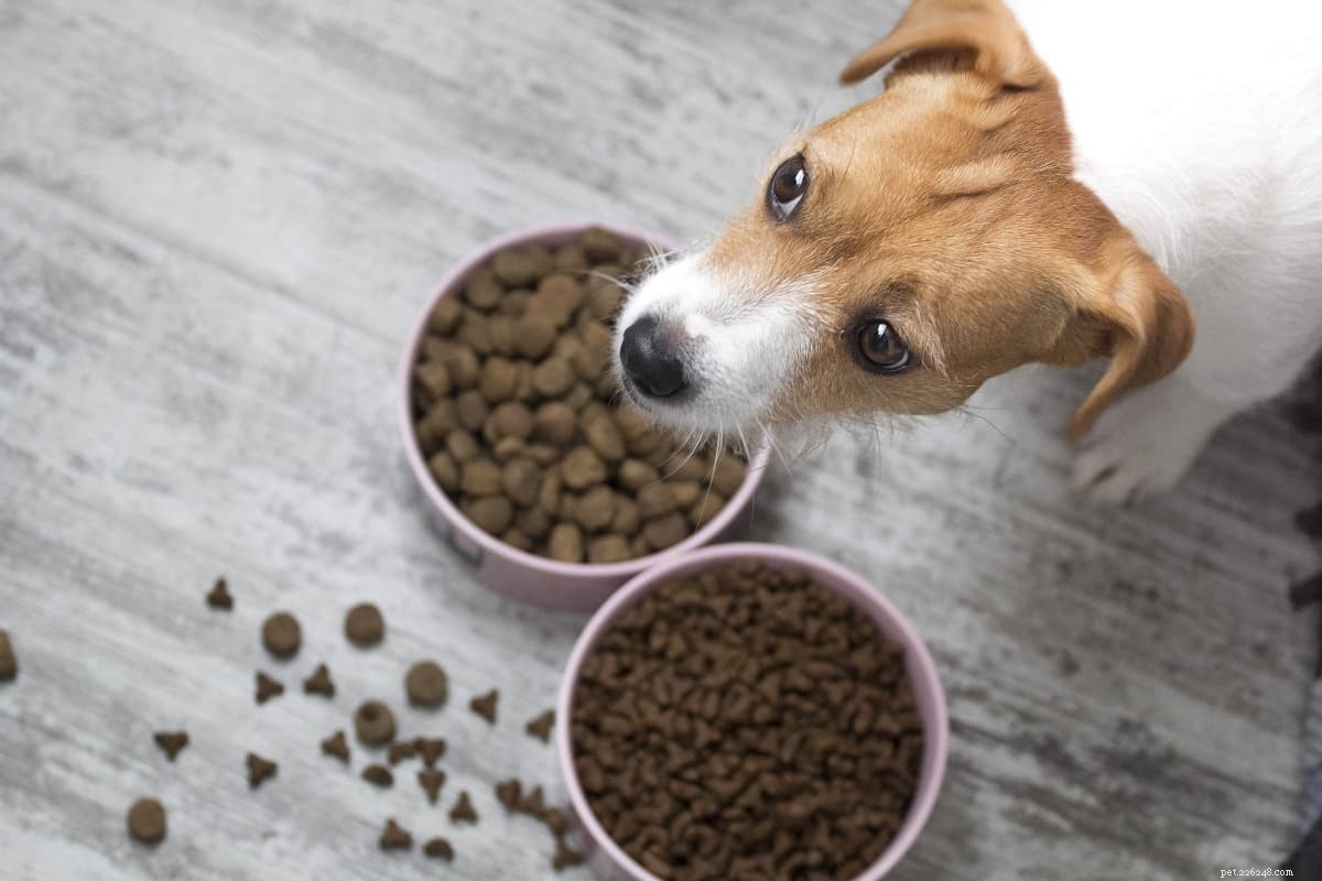Советы по безопасной смене корма для собак