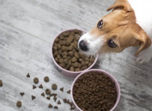 Tipy pro bezpečnou výměnu krmiva pro vašeho psa