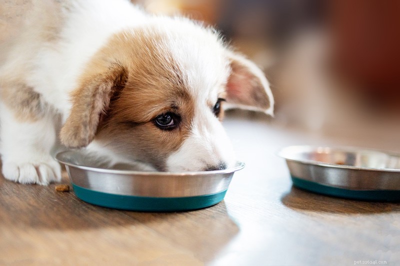 Tips om het voer van uw hond veilig te veranderen
