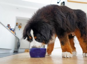 12 migliori alimenti per cani di taglia grande 2022